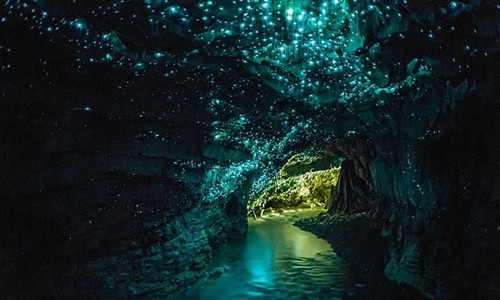 Hang động đom đóm Waitomo Glowworm nằm ngay bên ngoài thị trấn Waitomo trên đảo Bắc của New Zealand. Khi đến  hang động New Zealand này, du khách sẽ choáng ngợp trước vẻ đẹp tuyệt mỹ của hàng ngàn con đom đóm phát sáng giống như những ngôi sao xuất hiện dưới lòng đất và con người có thể chạm tay với tới.